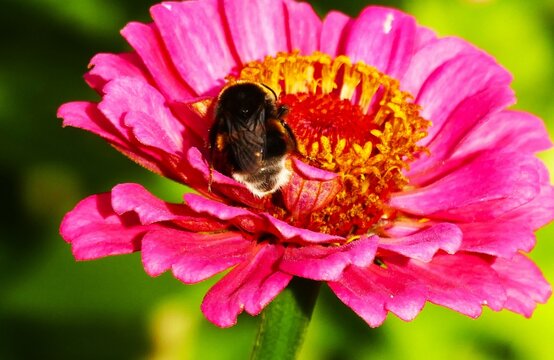 Bumblebee collecting pollen on a big pink flower in the meadow, insect and flowers wildlife background