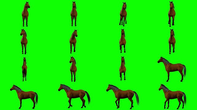 Realistic 3D brown horse standing idle and breathing naturally with subtle head movement isolated on green screen chroma key background for VFX composite, cinematic rendering and game projects.