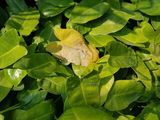 Close up of Philodendron tropical plant leaves with lush green foliage in sunlight. One dry yellow leaf in the center creates contrast. Concept of nature, botanical, plant care, growth, aging, and fre © ELZ99