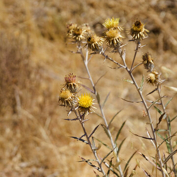 Flora of Gran Canaria -  Carlina salicifolia, species of thistle found in Macaronesia, natural floral background
