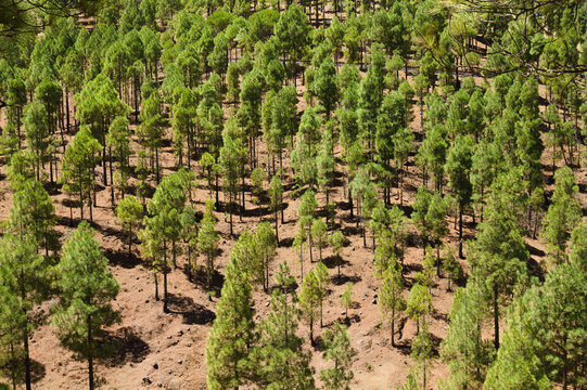 Gran Canaria, hiking route between Cruz de Tejeda and San Mateo, view of Canary Island pine forest reforestation efforts
