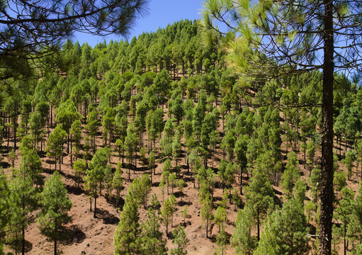 Gran Canaria, hiking route between Cruz de Tejeda and San Mateo, view of Canary Island pine forest reforestation efforts
