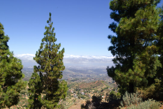 Gran Canaria, hiking route between Cruz de Tejeda and San Mateo, view of Canary Island pine forest reforestation efforts

