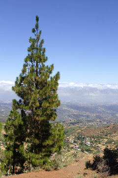 Gran Canaria, hiking route between Cruz de Tejeda and San Mateo, view of Canary Island pine forest reforestation efforts
