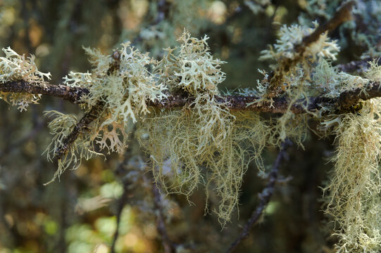 Biota of Gran Canaria - Pale Green Fruticose Lichen and Beard Moss on Tree Branch