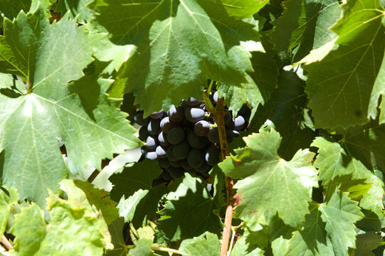Viticulture of Gran Canaria - dark grapes ripening 
