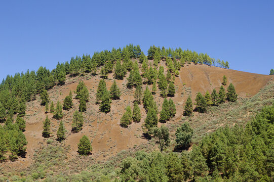 Gran Canaria, hiking route between Cruz de Tejeda and San Mateo, pine trees on Montana del Codeso near Hoya del Gamonal in Gran Canaria
