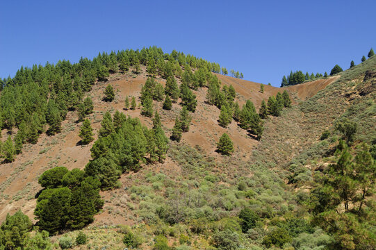Gran Canaria, hiking route between Cruz de Tejeda and San Mateo, pine trees on Montana del Codeso near Hoya del Gamonal in Gran Canaria
