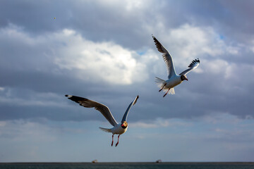 Seagulls Flying Over the Water at West Taijinar Lake in Northwest China © Steve66