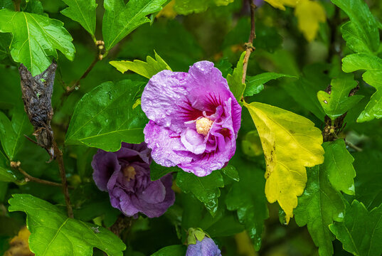 Vibrant purple Rose of Sharon hibiscus flower with raindrops