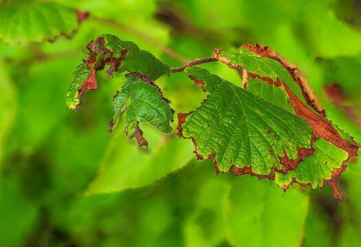 Macro of green leaves with brown decaying edges in autumn