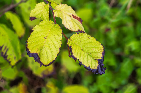 Autumn elm leaves with dark decaying edges