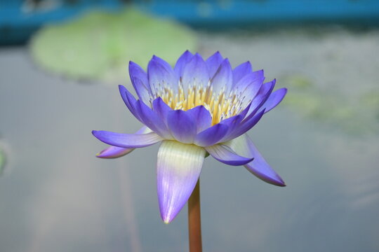 blue water lily(Nymphaea) at Shanghai Botanical Garden