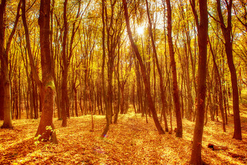 Middle of the autumn forest. Sun is shining through colorful leaves. Seasonal fall background © Roxana