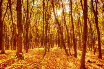 Middle of the autumn forest. Sun is shining through colorful leaves. Seasonal fall background © Roxana