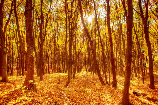 Middle of the autumn forest. Sun is shining through colorful leaves. Seasonal fall background