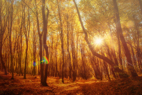 Middle of the autumn forest. Sun is shining through colorful leaves. Seasonal fall background