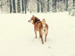 Funny friendly brown Shiba Inu dog in the winter forest © Roxana