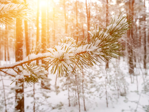 Pine tree branches covered with snow, seasonal Christmas background