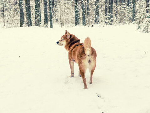 Funny friendly brown Shiba Inu dog in the winter forest