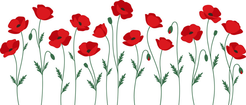 Beautiful Red Poppy Flower Horizontal Border Vector Illustration with Green Stems and Buds for Remembrance Day Greeting Cards and Botanical Surface Designs