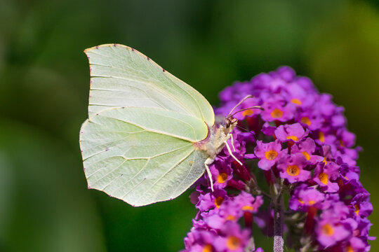 Cabbage white butterfly on a purple buddleja