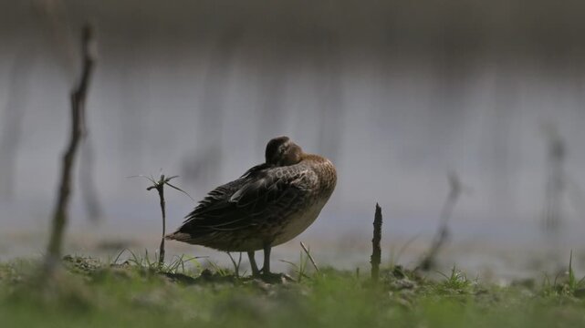 A Garganey (Spatula querquedula) resting on the shore of the wetland in the Tigris Valley, Diyarbakır. Professional raw video shot in the natural habitat in mov format.