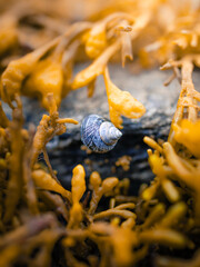 snail on a stone © Juuso