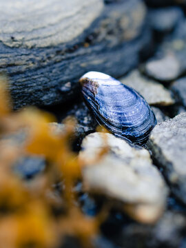 sea shells on the rocks