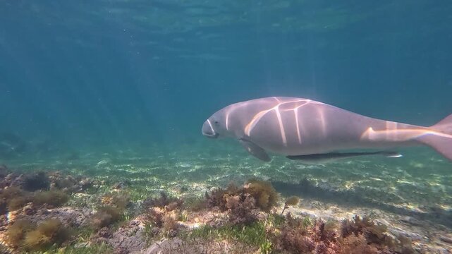 Dugong swimming over seagrass in shallow tropical water