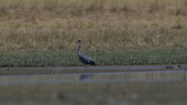 A Grey Heron (Ardea cinerea) feeding alongside a flock of garganeys at Kabakli Pond in the Dicle (Tigris) Valley. Raw and unedited footage of wildlife in its natural habitat.