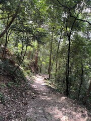 Obraz premium 臥牛山の山道