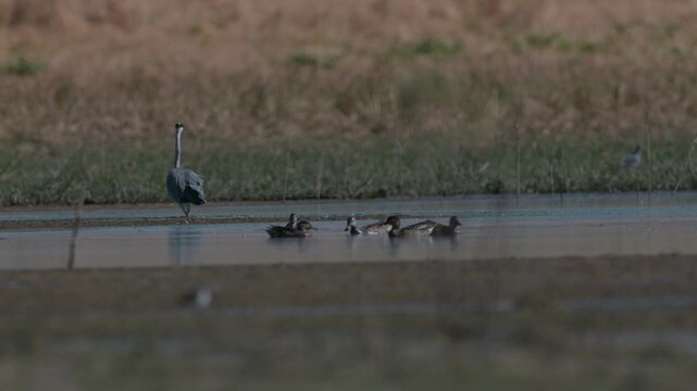 A Grey Heron (Ardea cinerea) feeding alongside a flock of garganeys at Kabakli Pond in the Dicle (Tigris) Valley. Raw and unedited footage of wildlife in its natural habitat.