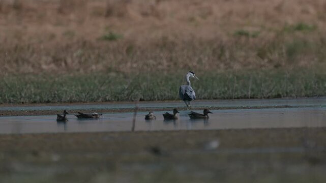 A Grey Heron (Ardea cinerea) feeding alongside a flock of garganeys at Kabakli Pond in the Dicle (Tigris) Valley. Raw and unedited footage of wildlife in its natural habitat.