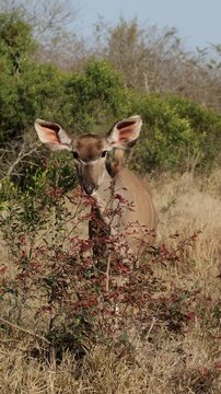 Vertical video, a kudu cow browsing on new leaves