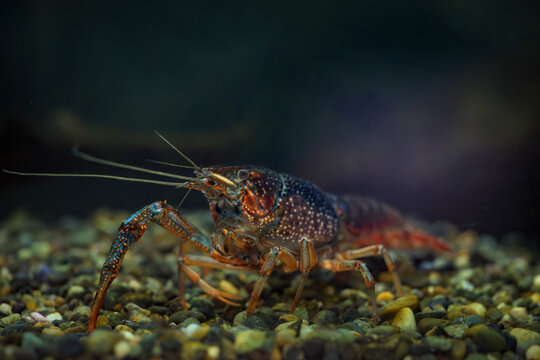 Crayfish in an aquarium