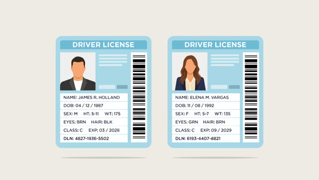 Two driver licenses with portrait photos and personal information are displayed as a vector illustration driverlicense driverslicense identification idcard