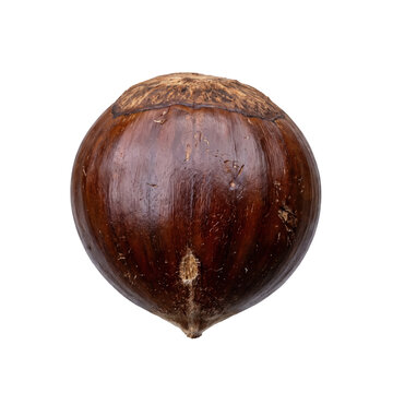 Freshly fallen autumn chestnut nut with natural shell on transparent background