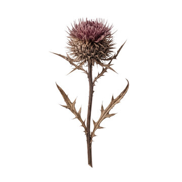 Single dried thistle flower on stem isolated on transparent background