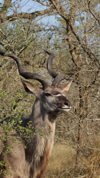 Vertical video, a massive kudu bull making eye contact