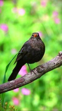 European blackbird perched on branch in lush green forest with vibrant natural lighting
