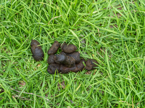 High-angle close-up shot of fresh dark brown dog poop left abandoned on the vibrant green grass