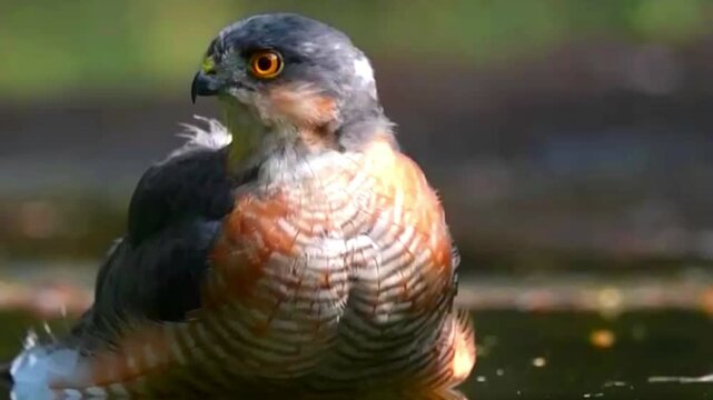 Eurasian sparrowhawk bathing in a shallow forest pond with natural light