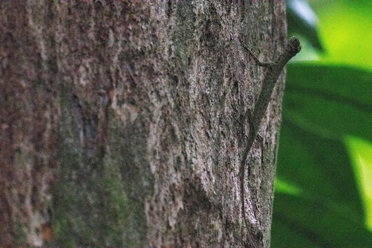 Common flying lizard, Mulu, Borneo.