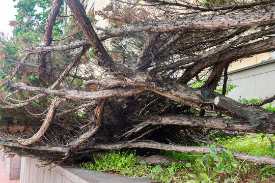 Large pile of felled tree trunks and cut branches on the ground during urban landscaping, city park improvement and wood clearing works.