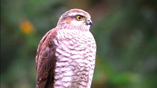 Eurasian sparrowhawk perched in a natural forest environment looking at camera