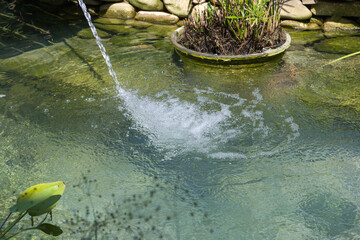 Plants in a pot on the background of the pond. The concept of gardening. © Таня Микитюк