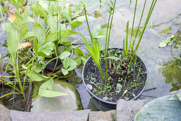 Plants in a pot on the background of the pond. The concept of gardening. © Таня Микитюк