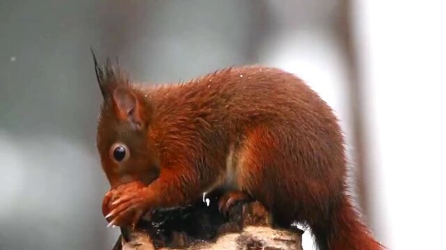 Red squirrel eating a walnut while sitting on a tree stump in the forest