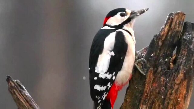 Black and white woodpecker with red crest pecking at weathered tree bark in forest setting